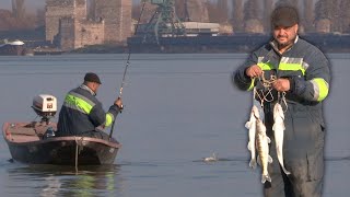 Pecanje smuđa na Dunavu kod Smedereva  Varaličarenje  Fishing zander [upl. by Nappy]