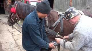 Village blacksmith shoeing horse in Transylvania [upl. by Mohamed628]