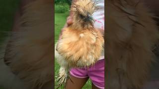 Oh NO chickens petchickens silkiechicken shorts [upl. by Esydnac]