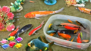 Find colorful Ornamental fish Betta fish koi fish koki fish Channa fish catfish animal videos [upl. by Elga]