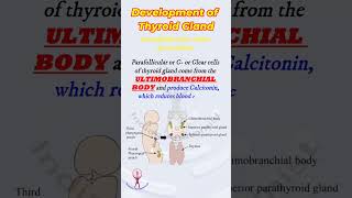 Shorts Thyroid gland development  embryology [upl. by Deering]