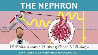 The Nephron  Ultrafiltration and Selective Reabsorption  GCSE Biology 91 [upl. by Chad]