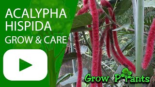 Acalypha hispida  grow amp care Chenille plant [upl. by Lleret403]