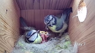 First Egg Hatching to Chicks Fledging  21 days in 21 mins  BlueTit nest box camera highlights 2021 [upl. by Suoivatra]