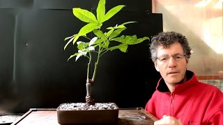 Money Tree Bonsai Pachira aquatica June 2016 [upl. by Brahear]