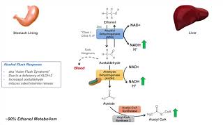 Ethanol Absorption and Metabolism  Alcohol Metabolism Pathway [upl. by Salisbury878]