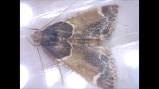 Meal moth Pyralis farinalis [upl. by Saleem972]