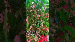 Shri Tulsi Ji💗 music [upl. by Paige196]