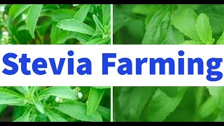 Stevia Farming for Beginners [upl. by Frohman]