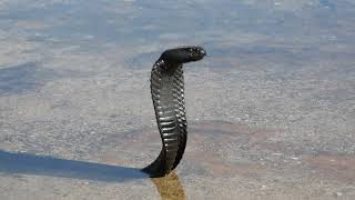 Black Spitting Cobra Naja nigricincta woodi from Cederberg South Africa 20200127 [upl. by Dremann]