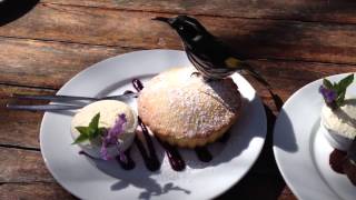 Bird at the dessert buffet [upl. by Towney]