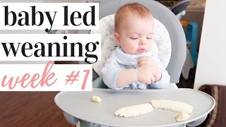 STARTING BABY LED WEANING ESSENTIALS  WEEK 1 RECAP  KAYLA BUELL [upl. by Alboran]