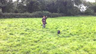 Cocker Spaniel Training to Hunt and Retrieve [upl. by Shamrao]