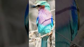 Birds sound 2 birds nature shorts bird jungle birdsong relaxing 4kambience exoticbird [upl. by Viki]