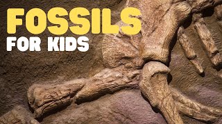 Fossils for Kids  Learn all about how fossils are formed the types of fossils and more [upl. by Georgianna]