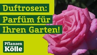 Alles Wichtige zu Duftrosen mit Klaus Kölle  Parfüm für Ihren Garten [upl. by Wiles]