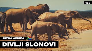 ŽIVOT SLONOVA U DIVLJINI  ADDO PARK  Bez granica sa Andrejem  Putopis Južna Afrika [upl. by Aynad]