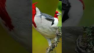 piadodefemea cantodospassaros aves galocampinacantando birds passaros natureza [upl. by Trudey]