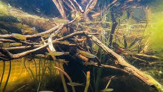 summer Tubbing 9000 Litre Pool with Natives [upl. by Abrahamsen768]