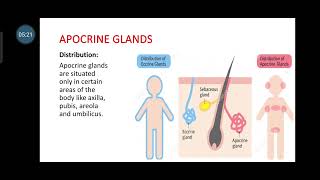 sweat glands  Difference between Eccrine and apocrine gland gujarati explanation [upl. by Stalker385]