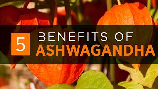 Ashwagandha Benefits Dosage amp Side Effects 2020 [upl. by Yras]