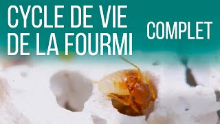 Comment naît une fourmi  Cycle de vie de la fourmi [upl. by Segal786]