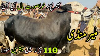 Malir Mandi Karachi Cattle Rates Update  28 February 2024  Cow Mandi 2024 [upl. by Orgel]