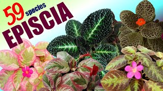 59 EPISCIA SPECIES  HERB STORIES [upl. by Euqinom]