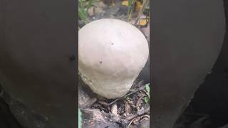 🍄‍🟫Puffball mushroom the giant marshmallow how to tell you can eat themnaturemushroomforaging [upl. by Vaden161]