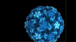 Animation  rhinovirus A16 binds receptor hilghight structure features [upl. by Nnylrebma243]