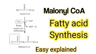 Malonyl CoA fatty acid synthesissynthesis of fatty acids biology [upl. by Materi492]