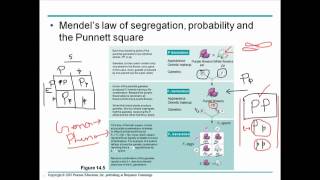 Mendelian genetics 2 [upl. by Morentz]