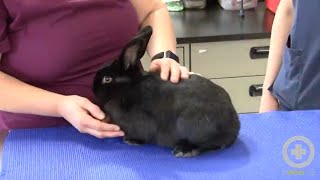 Exam Tips for Handling Rabbits [upl. by Stephenie24]