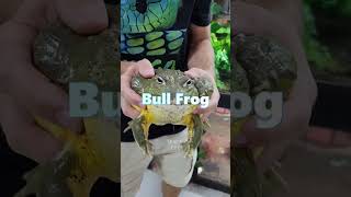 Bull Frog Vs Snake shorts shortvideo [upl. by Araic699]