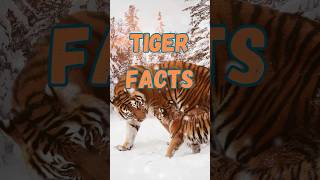 Amazing Tiger Facts You Didnt Know [upl. by Blynn]