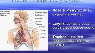 Respiratory System [upl. by Arrad]