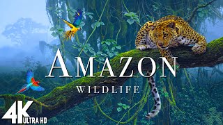 Amazon Wildlife In 4K  Animals That Call The Jungle Home  Amazon Rainforest  Relaxation Film [upl. by Notsehc]