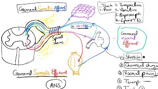 Nerve Fibers Classification Part 2 Spinal Nerves and Cranial Nerves 16 [upl. by Auhoj]