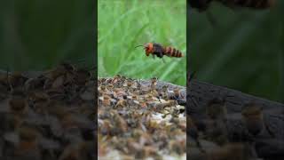 Western Honeybees vs Giant Hornet A Brave Defense Battle [upl. by Shulamith]