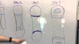 Endochondral Ossification Teaching Project [upl. by Toddie]