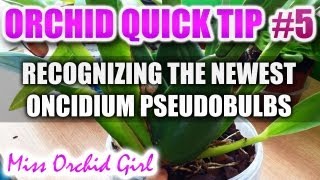 Orchid Tip 5  How to recognize the newest pseudo bulbs on Oncidiums [upl. by Elimac]