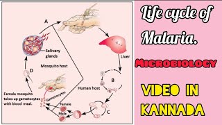 LIFE CYCLE OF MALARIAMICROBIOLOGYVIDEO IN KANNADA viraltrend viralnow malaria plasmodium [upl. by Akimas]