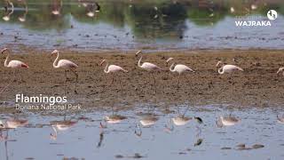 Flamingos in Doñana National Park [upl. by Lesh835]