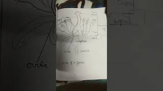 receptaclesepal style stigmapedicelflowershand made flower you tube shorts science [upl. by Madai]