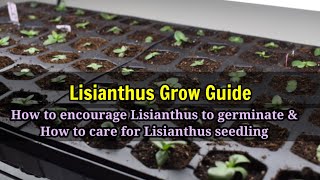 Growing LISIANTHUS from seeds to seedling grow guide [upl. by Norahc]