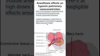 Anesthesia effects on hypoxic pulmonary vasoconstriction [upl. by Harihat]