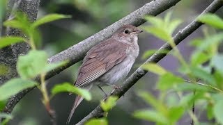 Satakieli Laulaa Nightingale Singing Luscinia luscinia Обыкновенный соловей пение Słowik szary [upl. by Presber902]