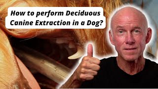 How to perform a Deciduous Canine Extraction in a dog [upl. by Greabe578]