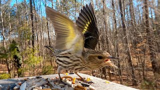 Pine Siskins Have you seen them at your feeder [upl. by Teagan]