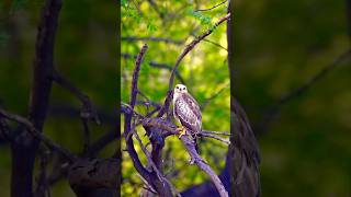 Juvenile whiteeyed buzzard birds wildbirdphotography wildlife [upl. by Yahsel]